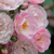 Roz - Trandafir de parc - Heavenly Pink®